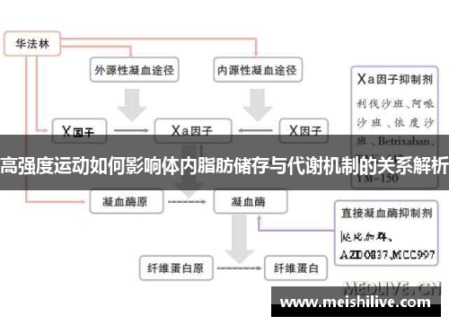 高强度运动如何影响体内脂肪储存与代谢机制的关系解析